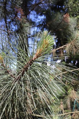 Pinus coulteri - borovice Coulterova - jehlice (2)